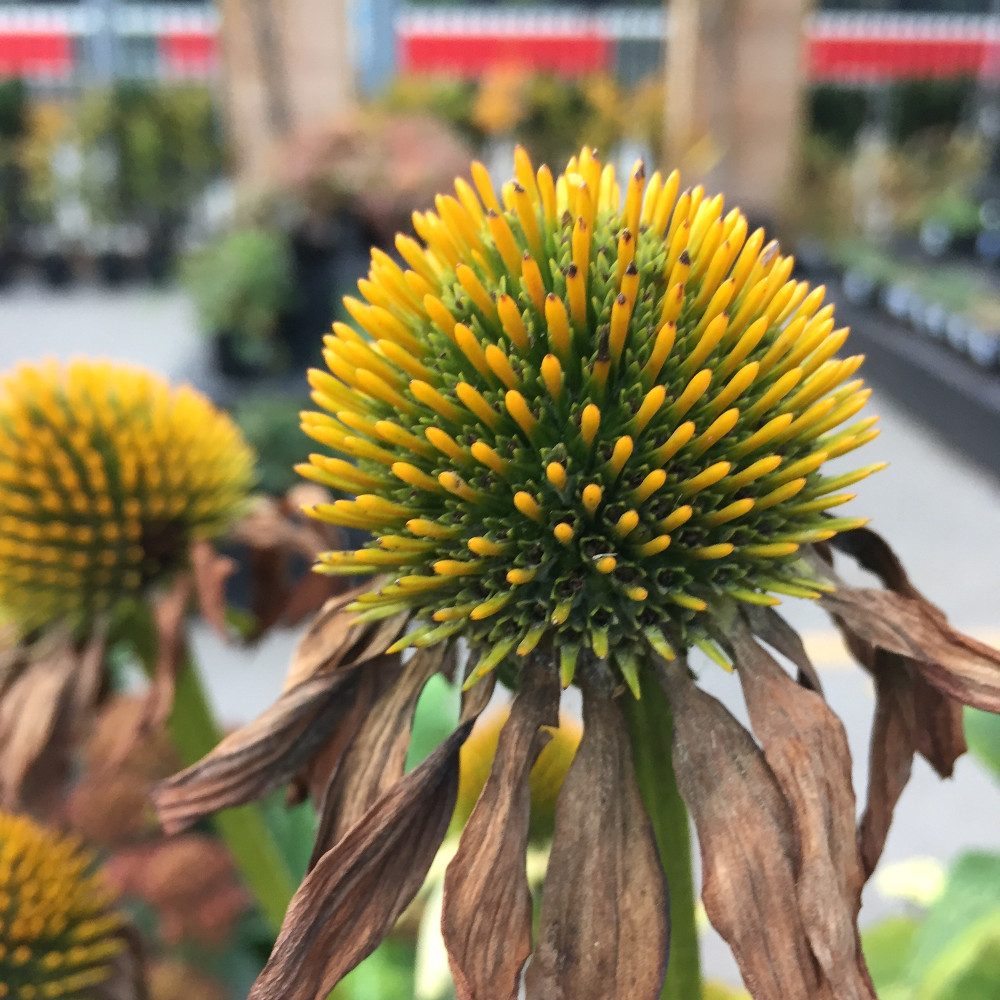 Echinacea flower