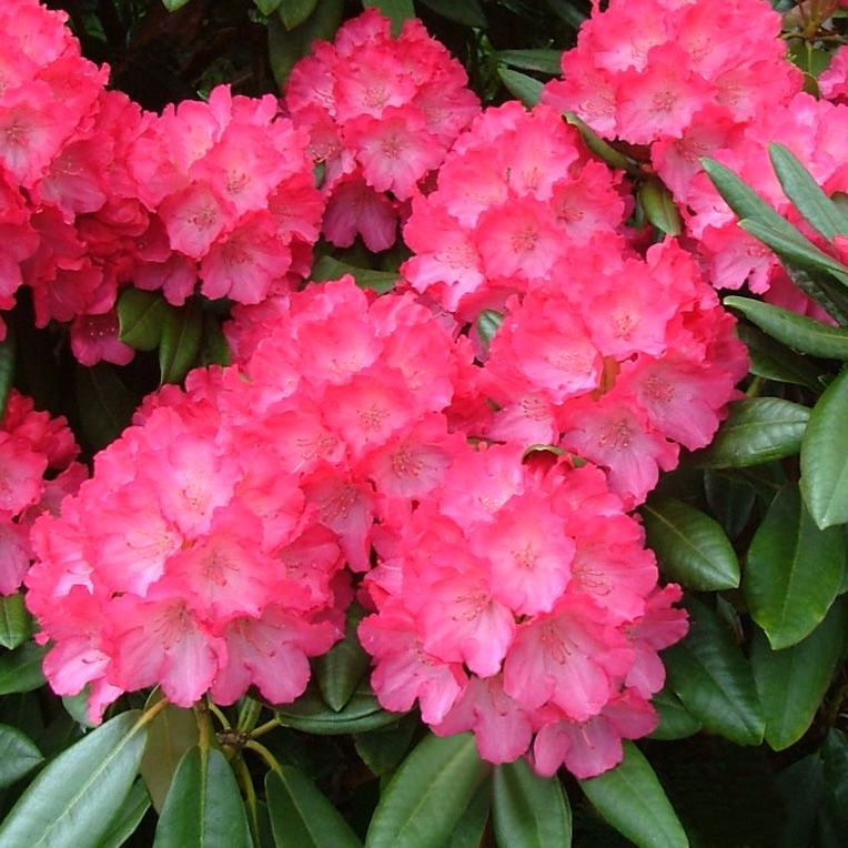 Rhododendron flowers